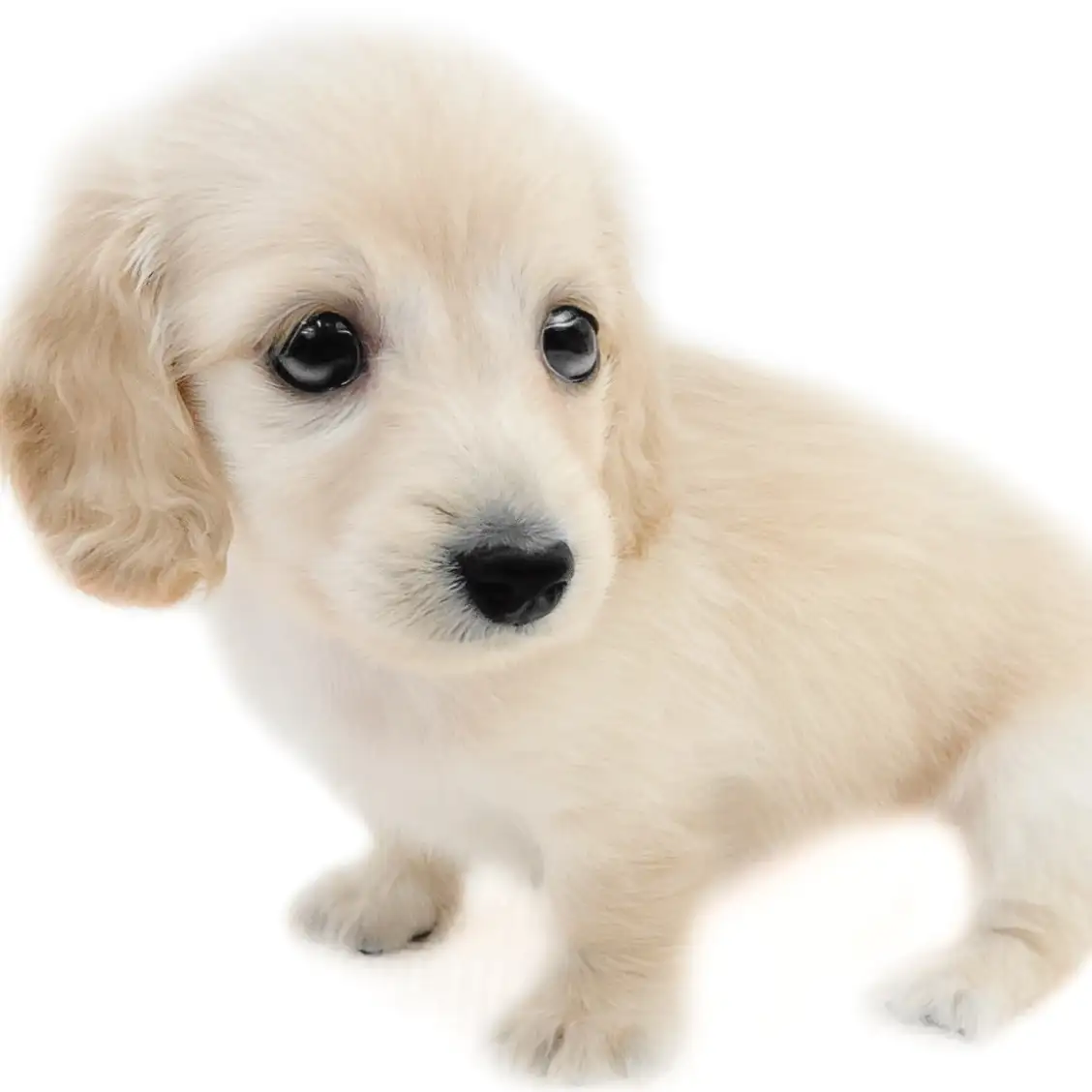 カニンヘン・ダックスフント