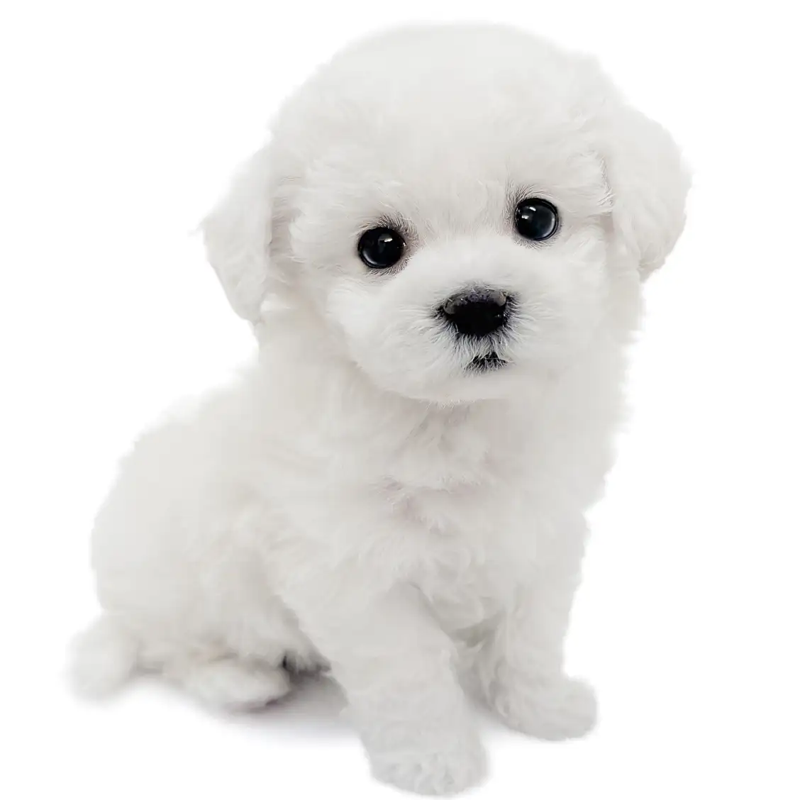 ビションフリーゼ