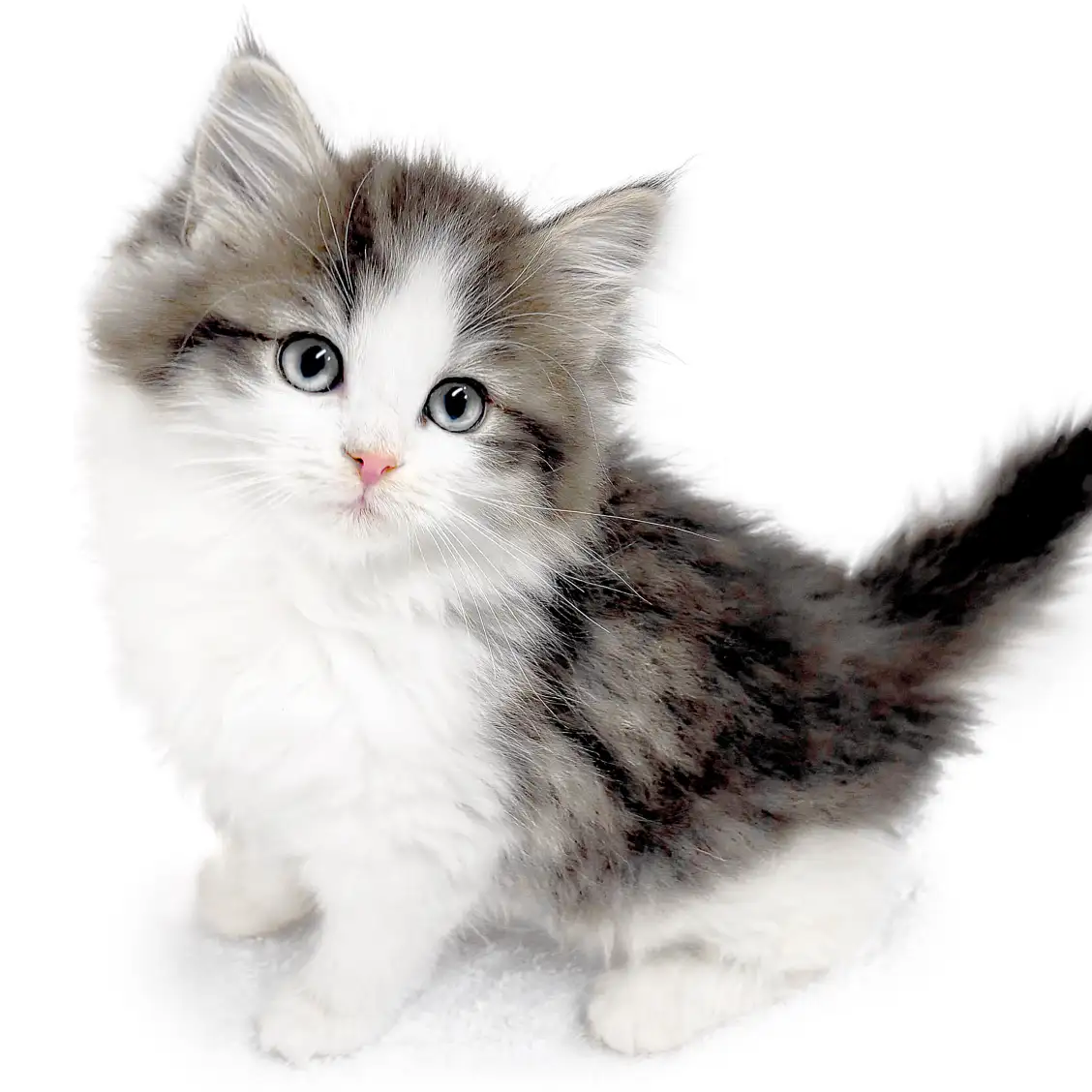 ノルウェージャンフォレストキャット