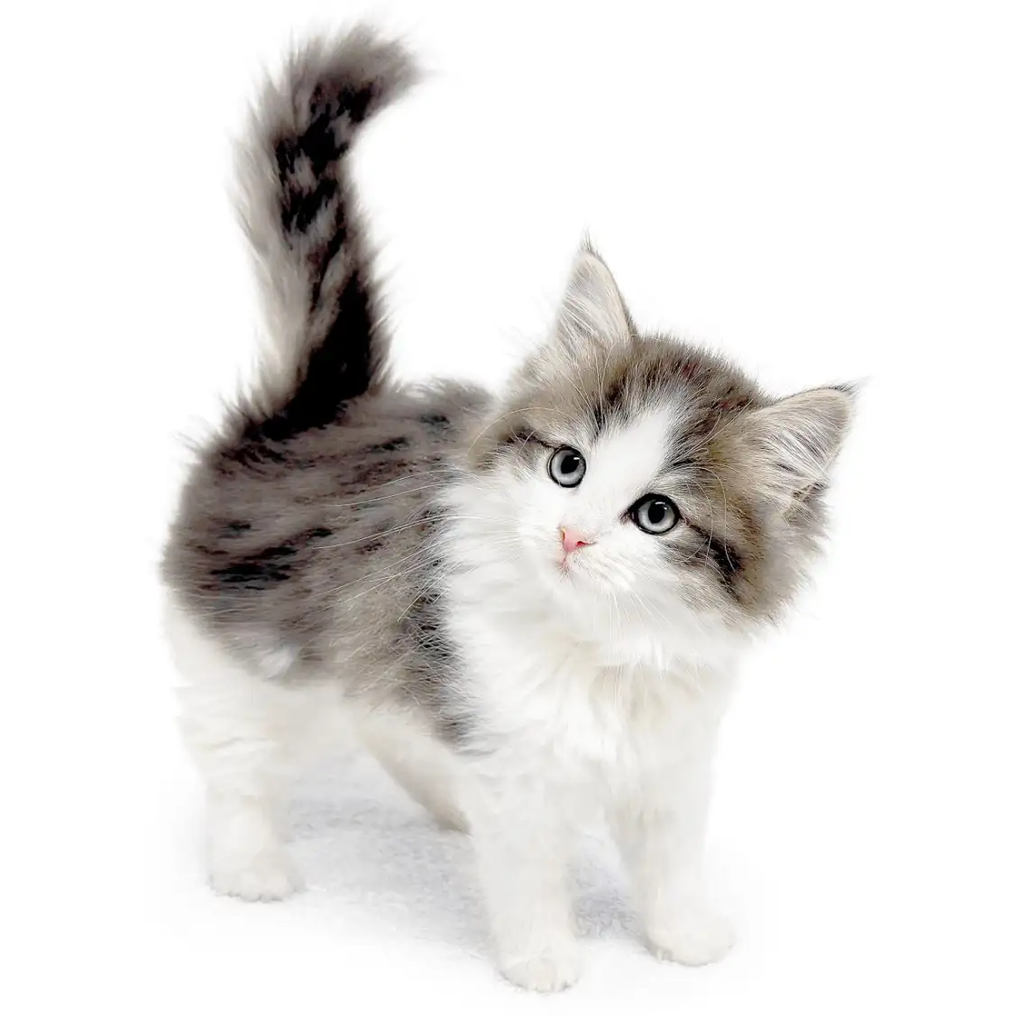 ノルウェージャンフォレストキャット