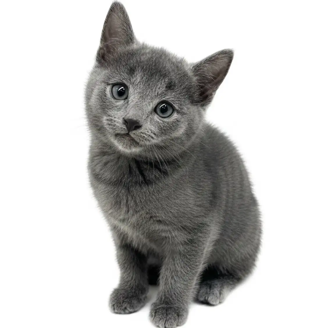 ロシアンブルー