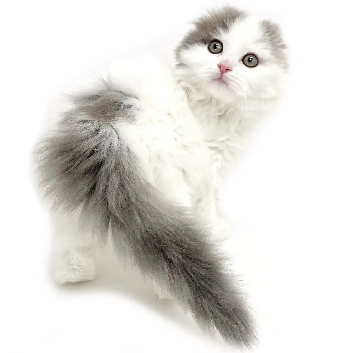 スコティッシュフォールド