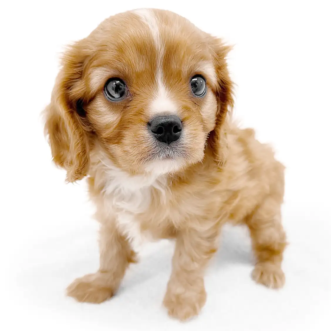 キャバリア・キングチャールズ・スパニエル