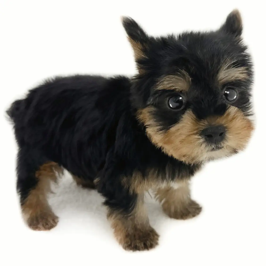 ヨークシャーテリア