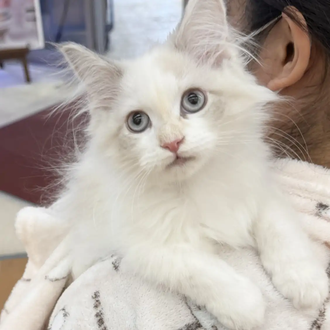 ネヴァマスカレード