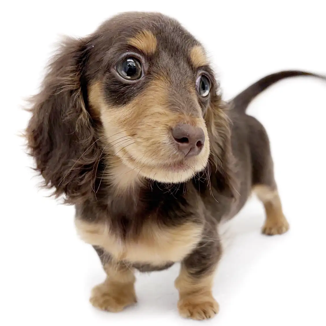 ミニチュア・ダックスフント