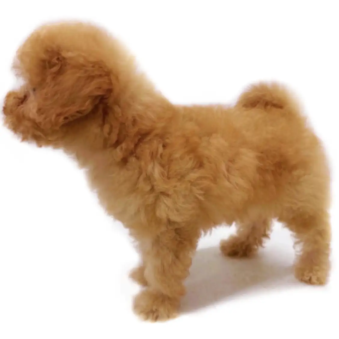 トイ・プードル