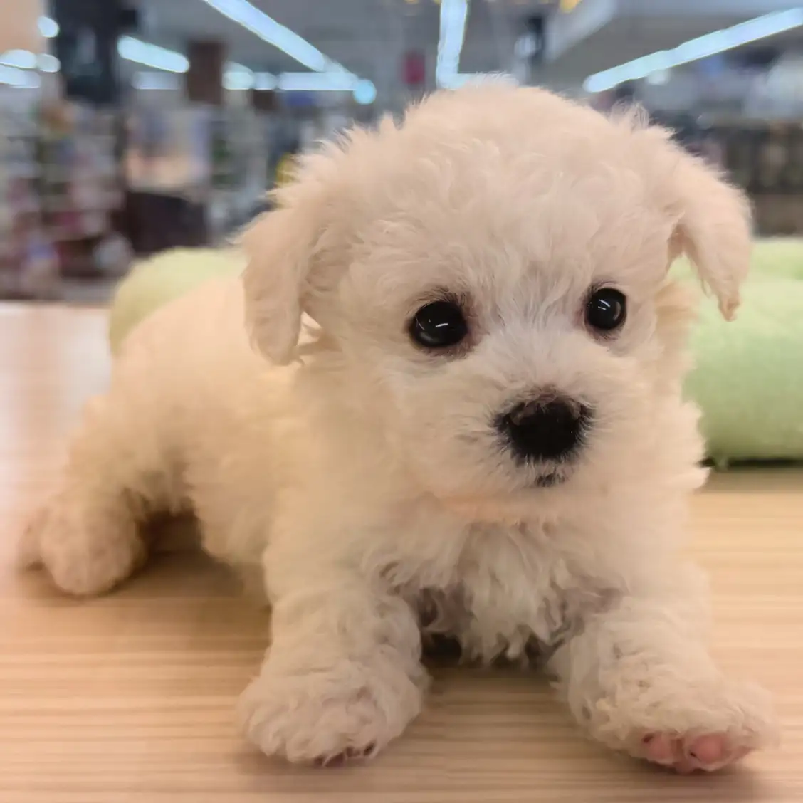 ビションフリーゼ