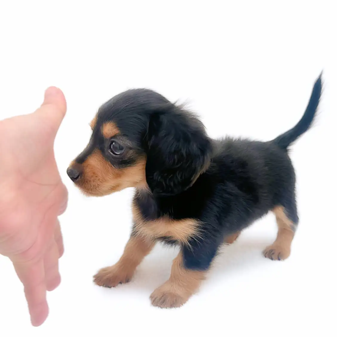 カニンヘン・ダックスフント | ペットショップ マルワン 小さめ子犬