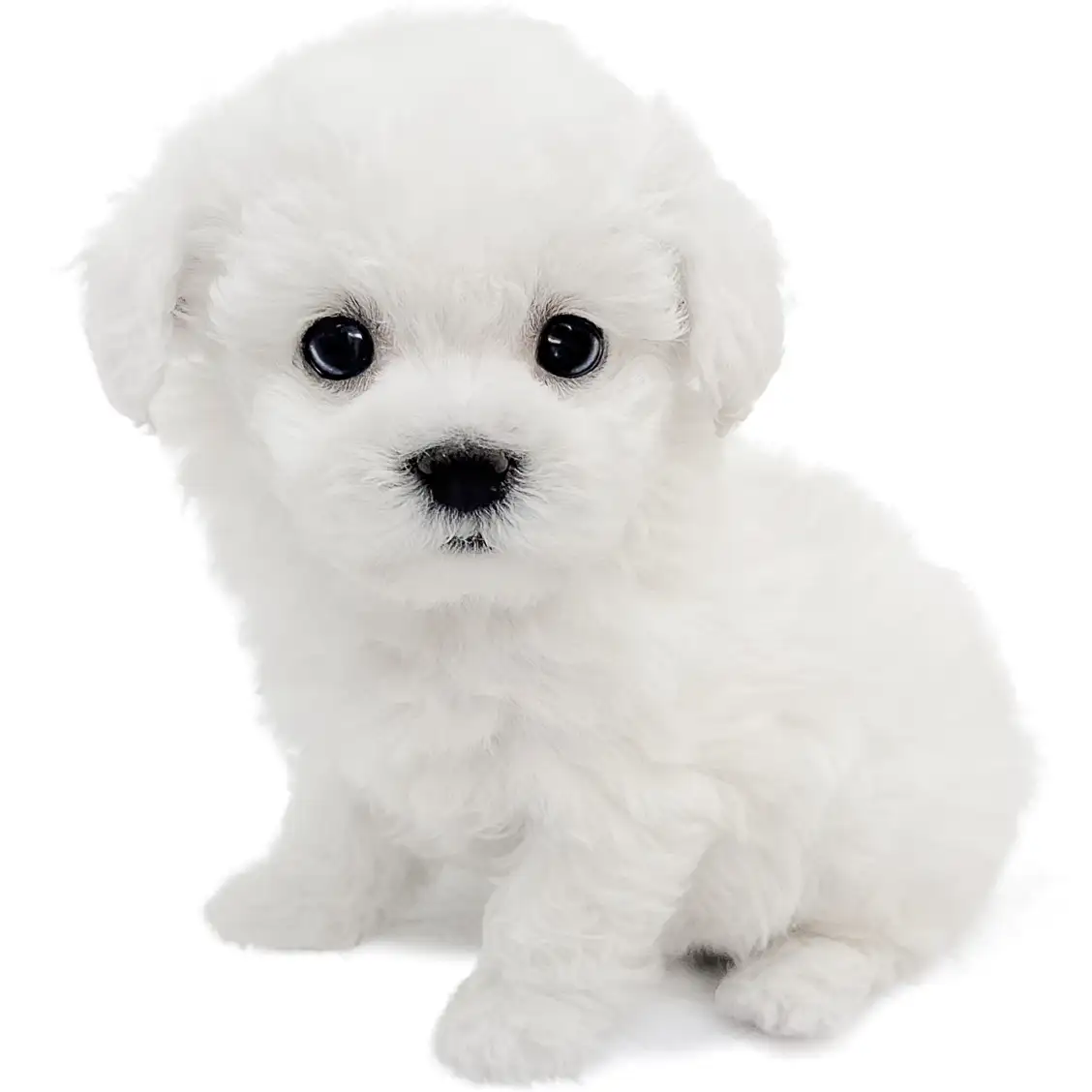 ビションフリーゼ