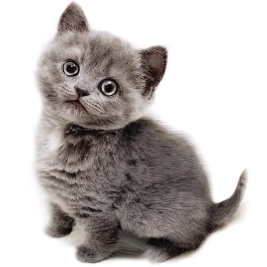 ブリティッシュショートヘア