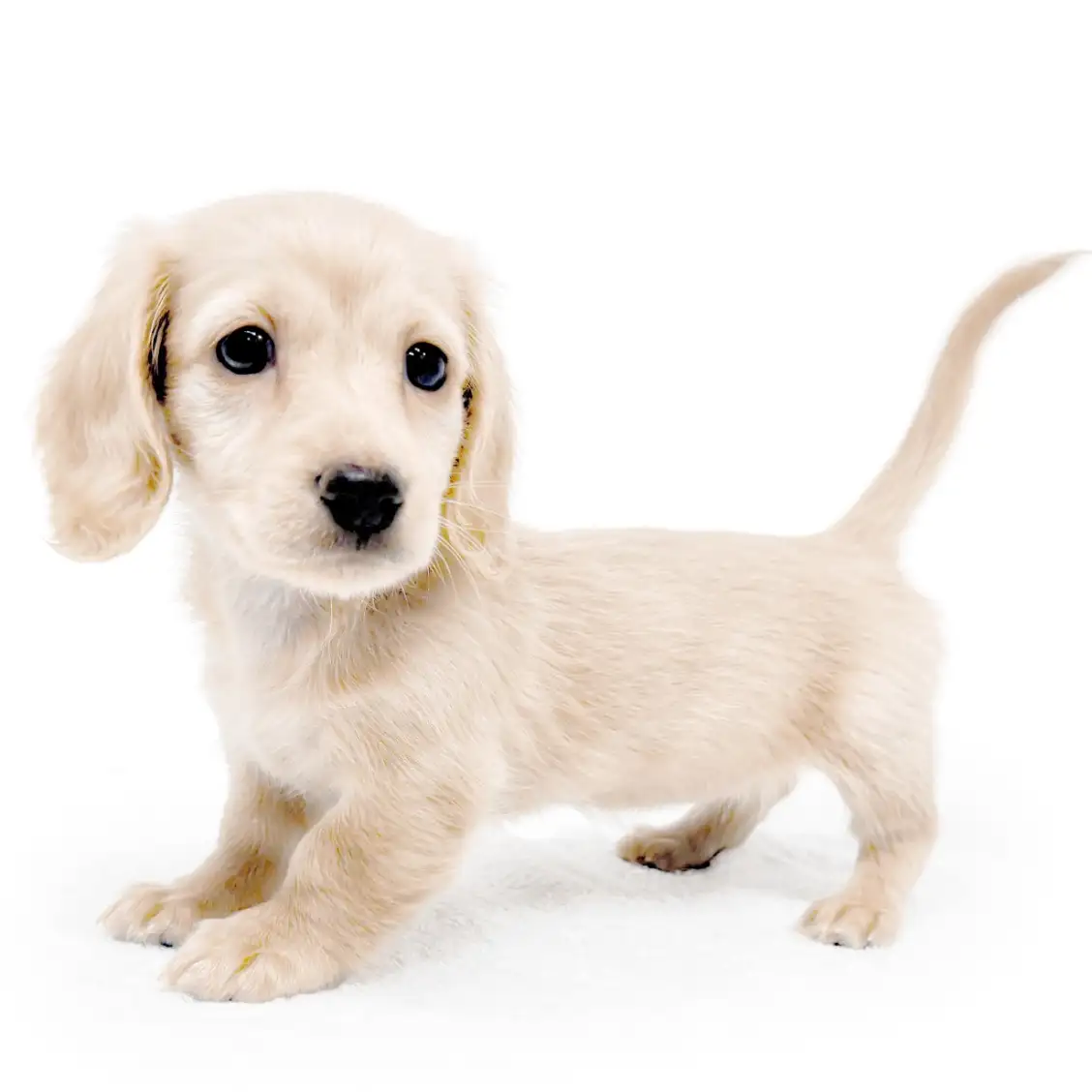 ミニチュア・ダックスフント