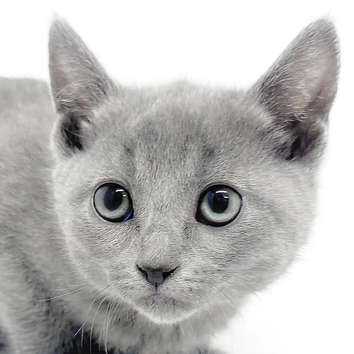 ロシアンブルー