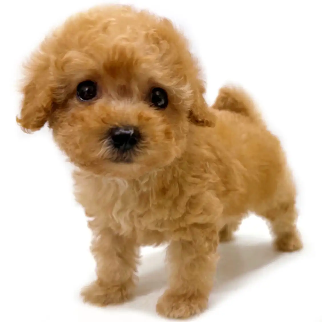 トイ・プードル