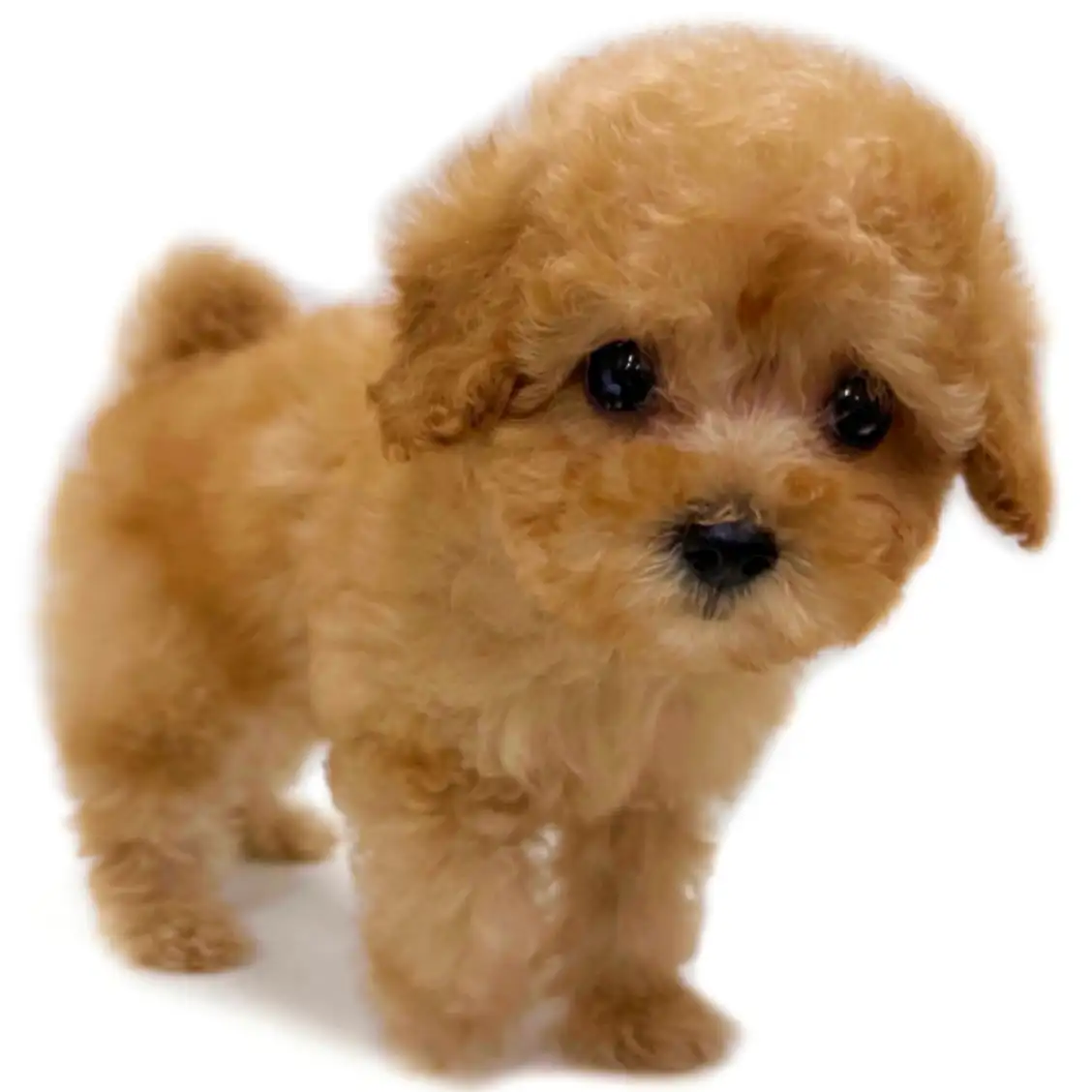 トイ・プードル