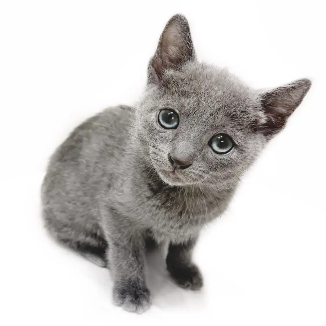 ロシアンブルー