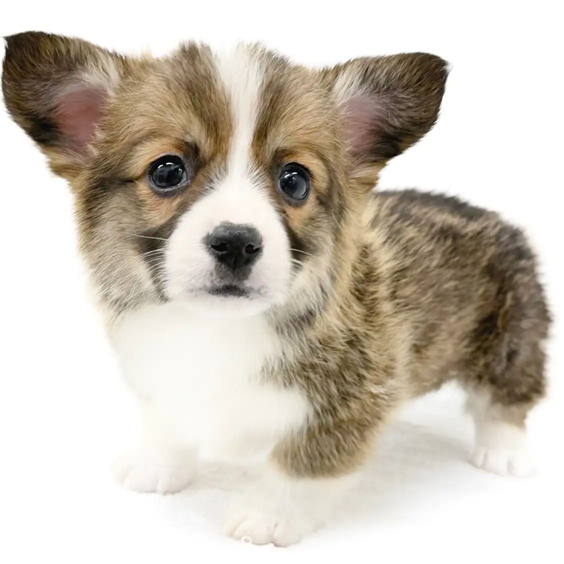 ウェルシュコーギーペンブローク