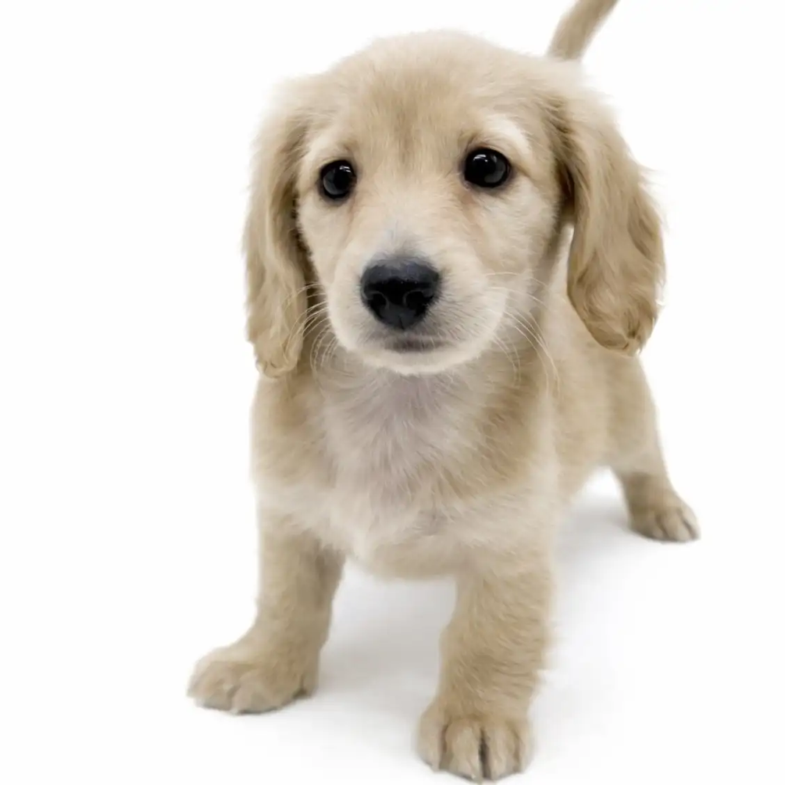 ミニチュア・ダックスフント