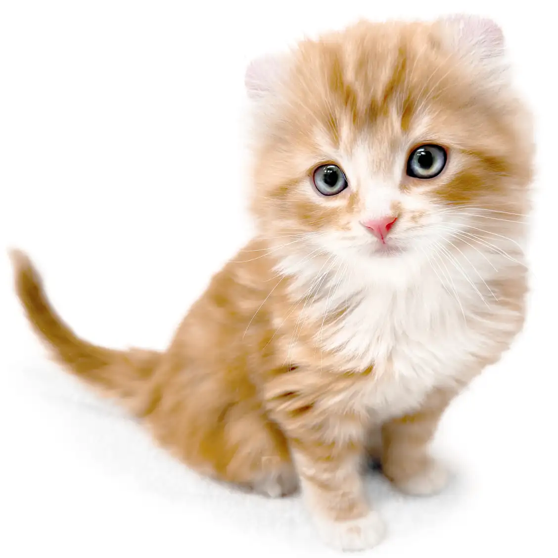 アメリカンカール