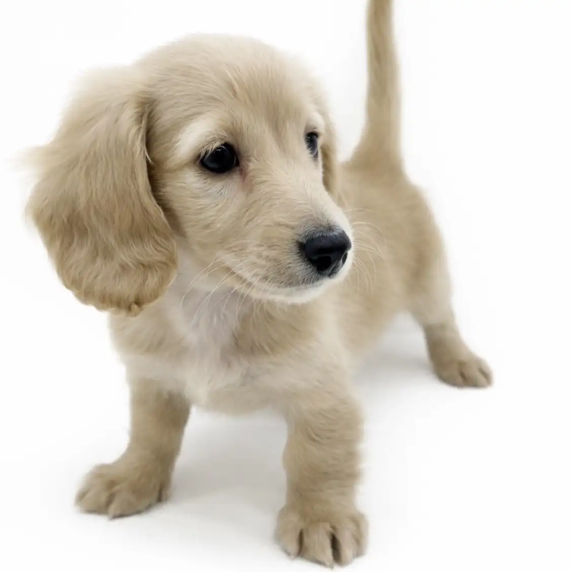 ミニチュア・ダックスフント