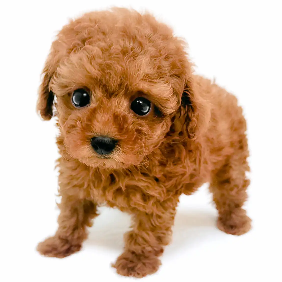 トイ・プードル