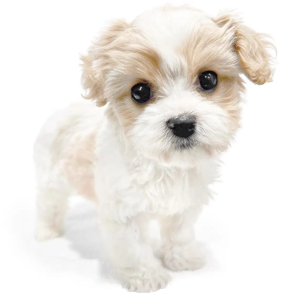 MIX（キャバリアキングチャールズスパニエル×ビションフリーゼ）