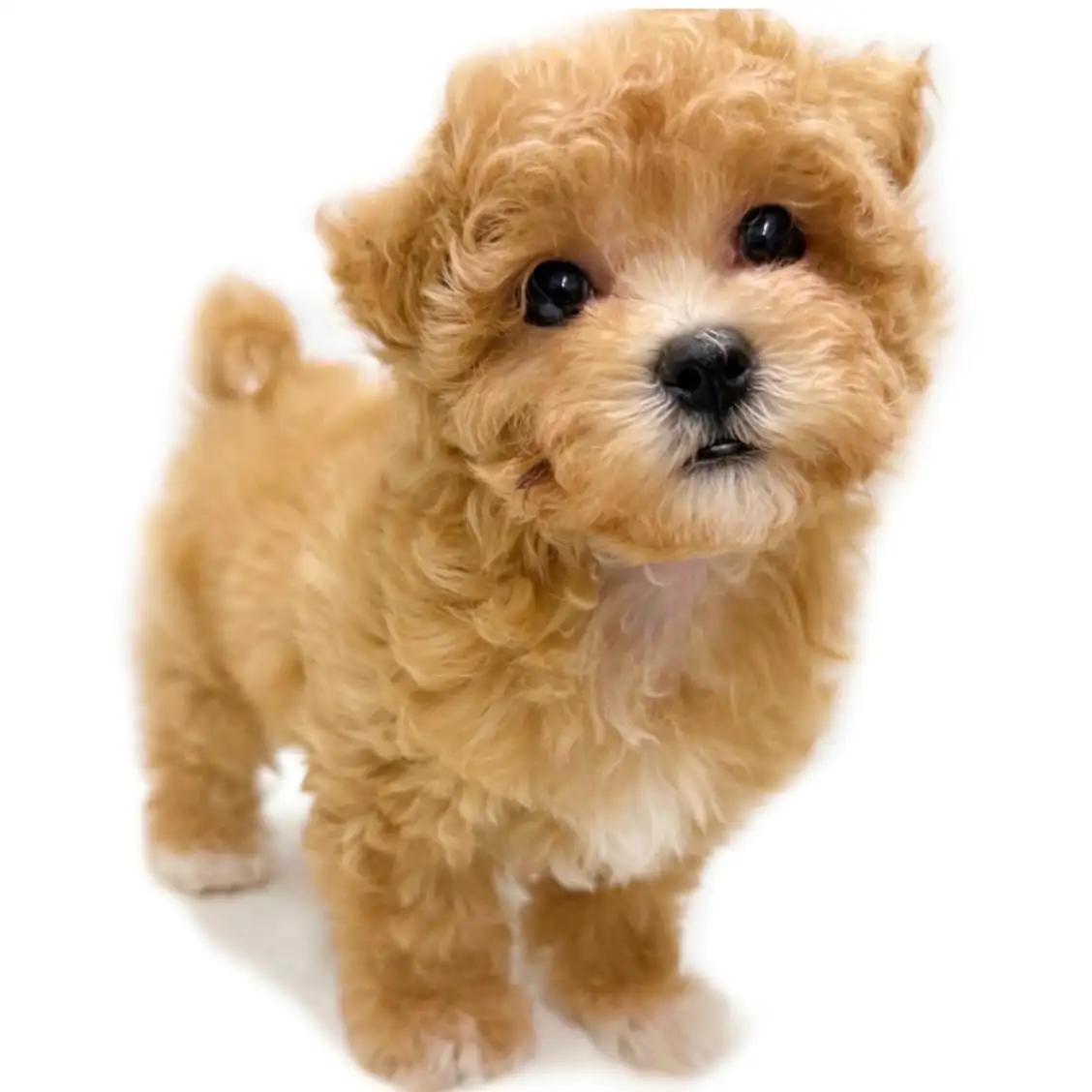 MIX（トイプードル×マルチーズ）