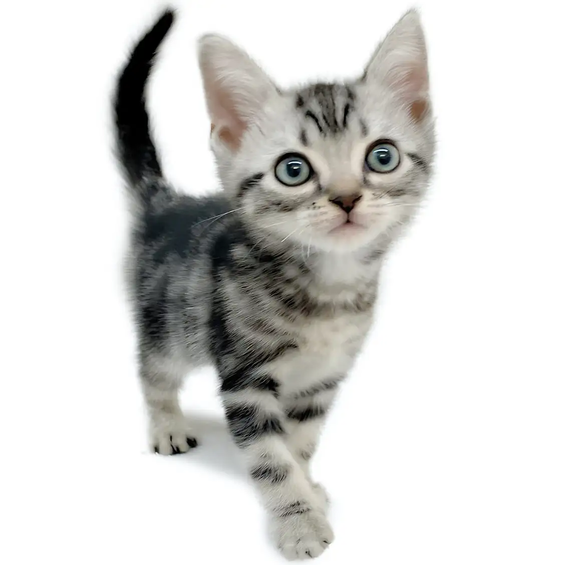 アメリカンショートヘア