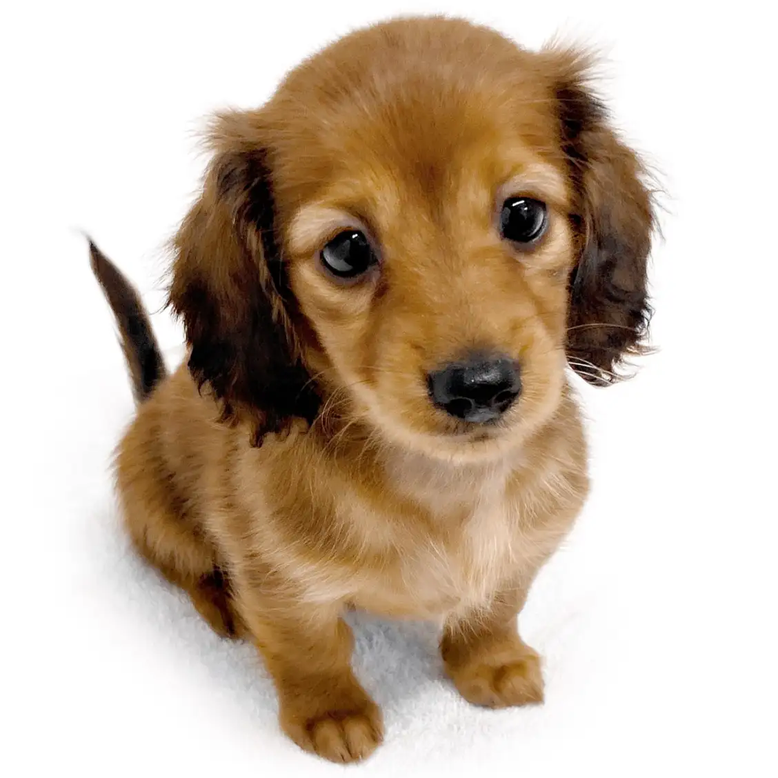 ミニチュア・ダックスフント