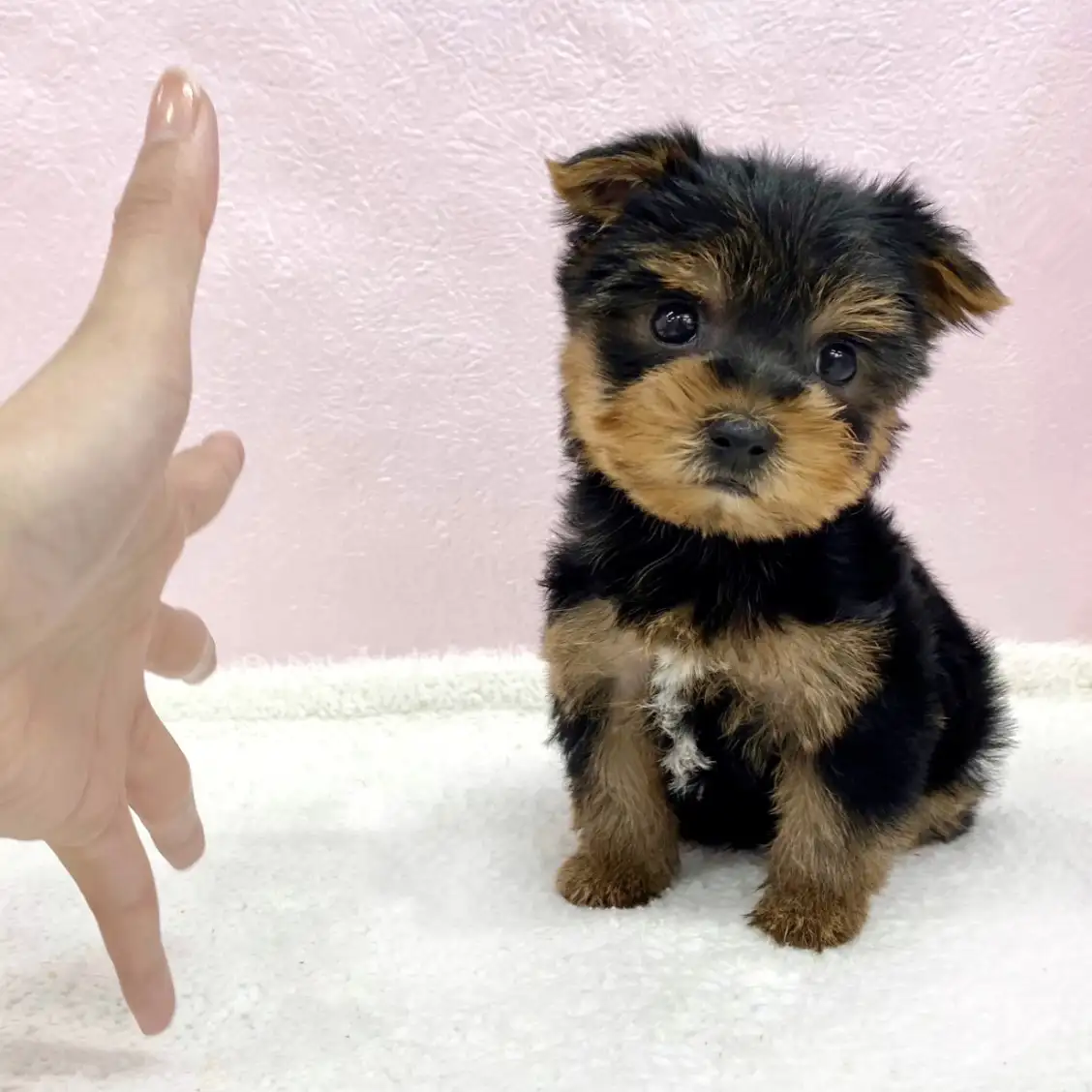 ヨークシャーテリア