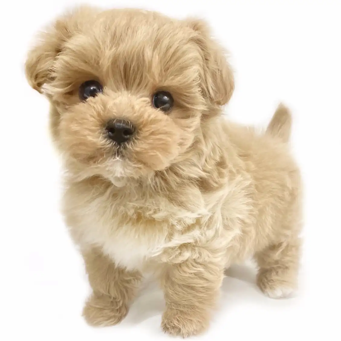 MIX（トイプードル×マルチーズ）