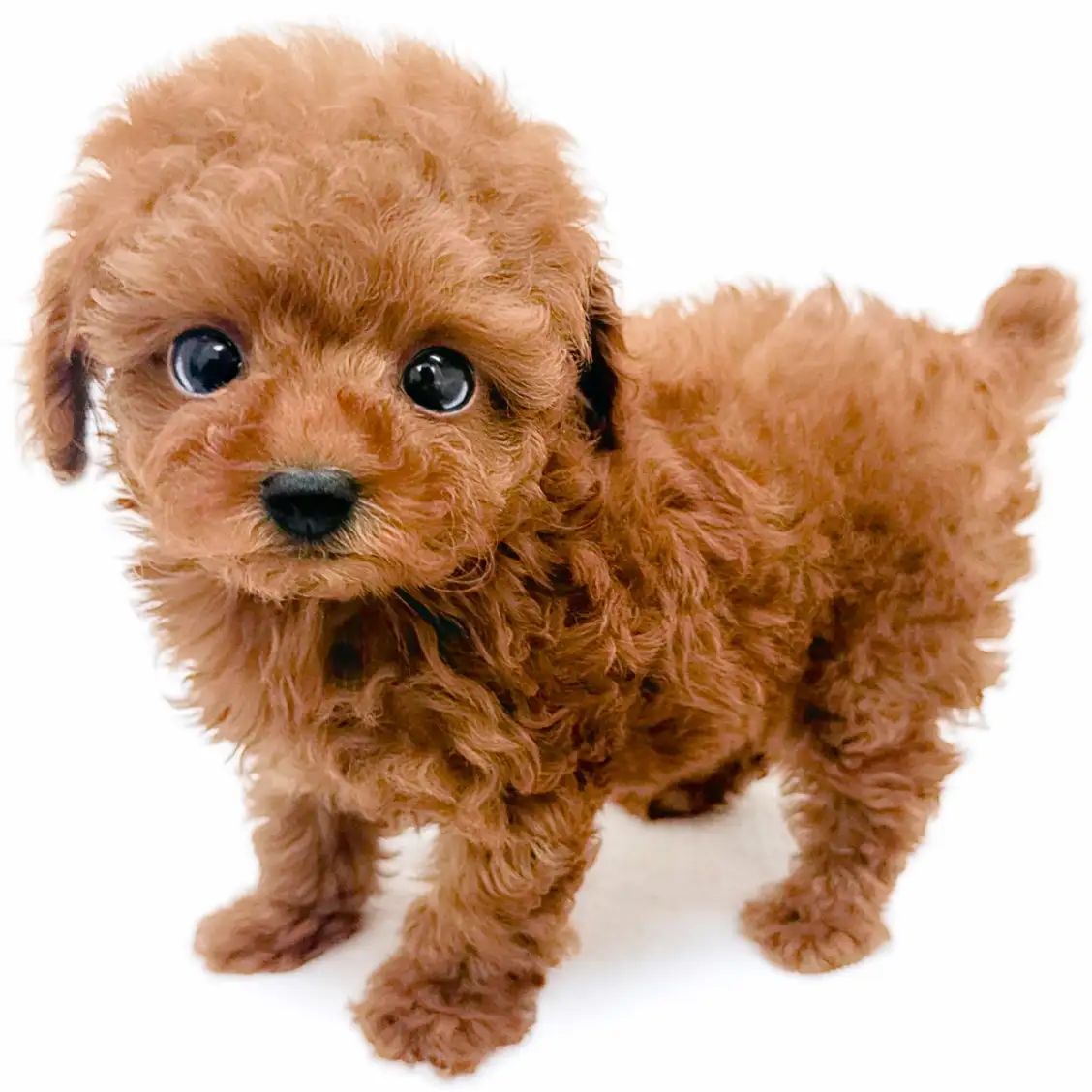 トイ・プードル