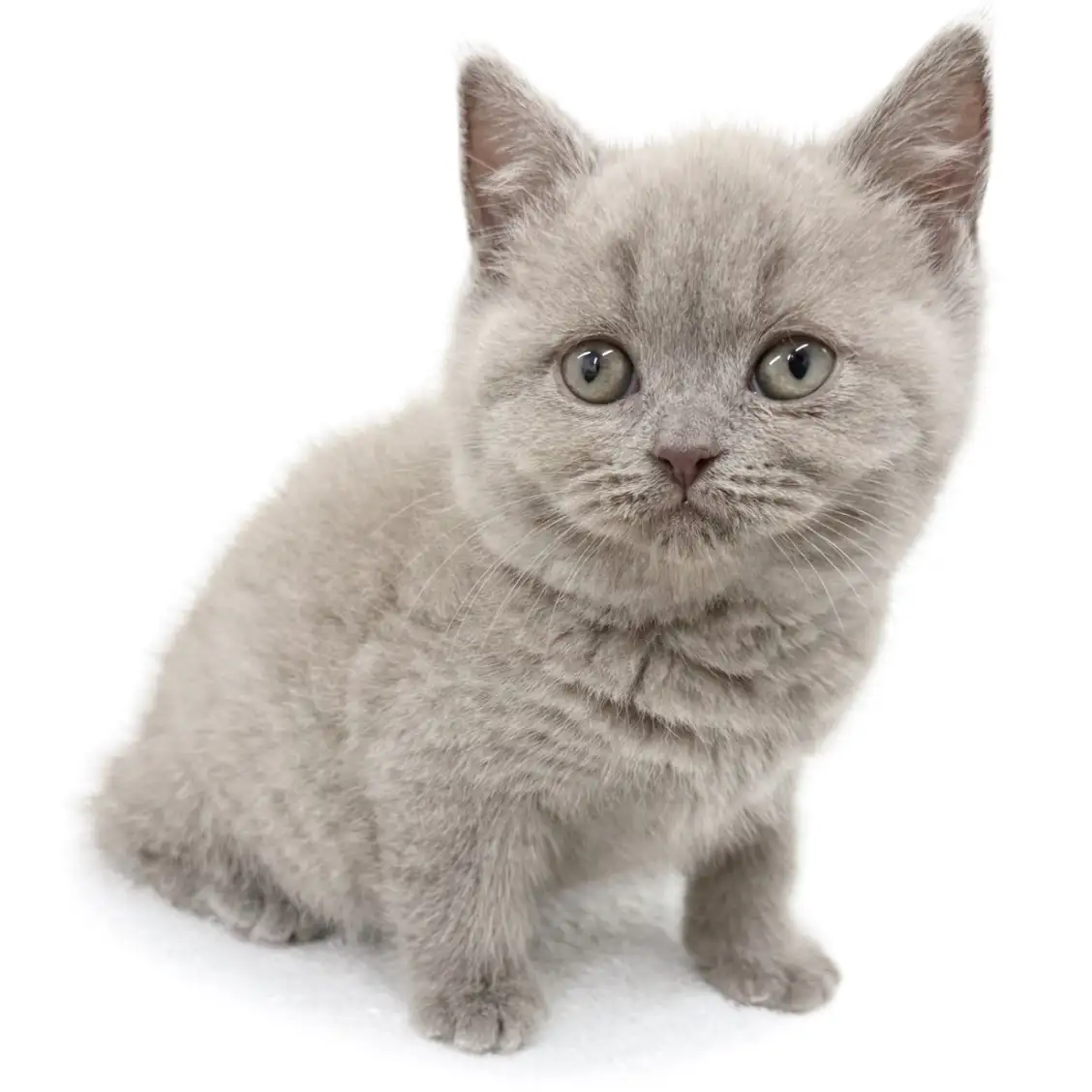 ブリティッシュショートヘア