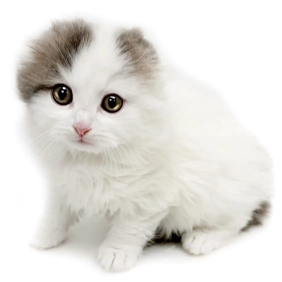 スコティッシュフォールド