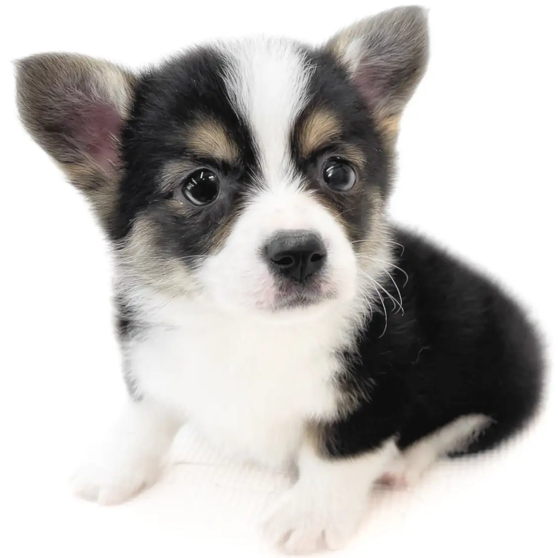 ウェルシュコーギーペンブローク