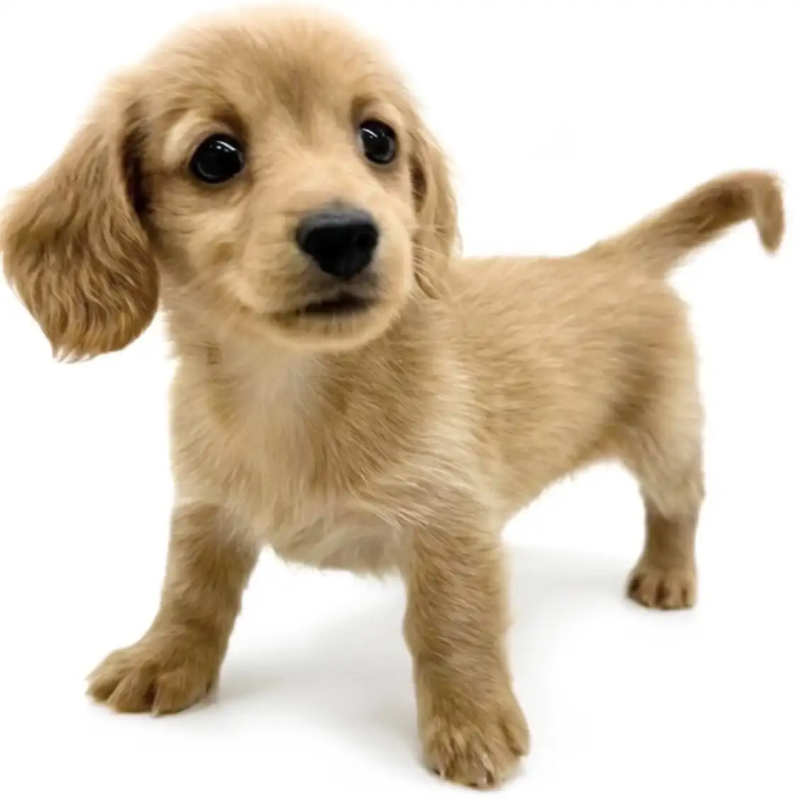 ミニチュア・ダックスフント