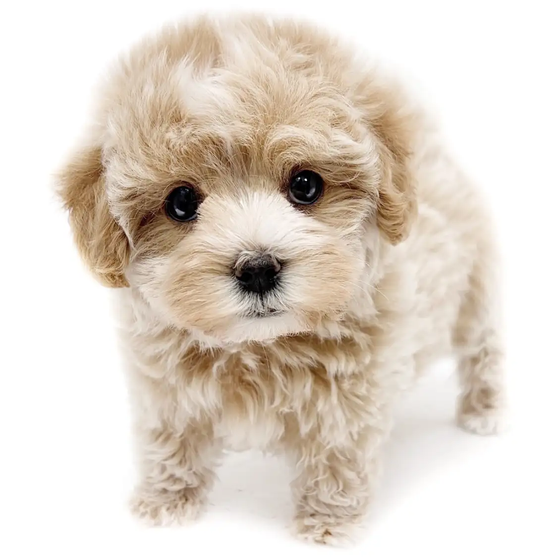 MIX（マルチーズ×トイプードル）