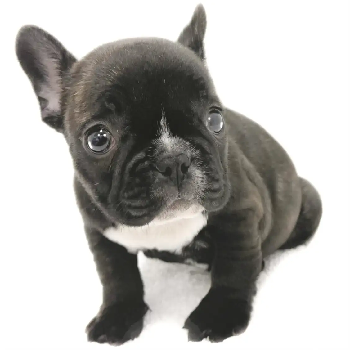 フレンチブルドッグ