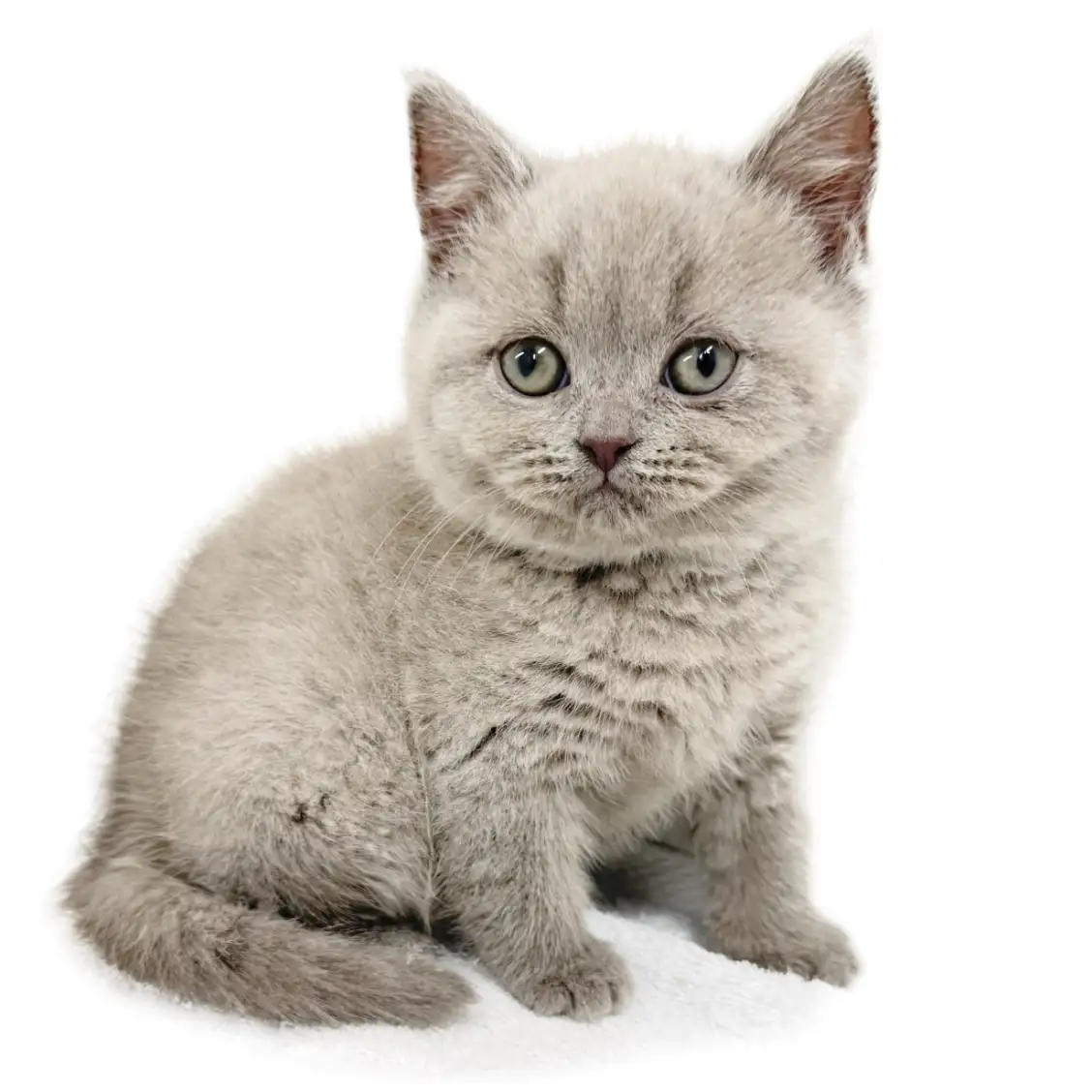 ブリティッシュショートヘア