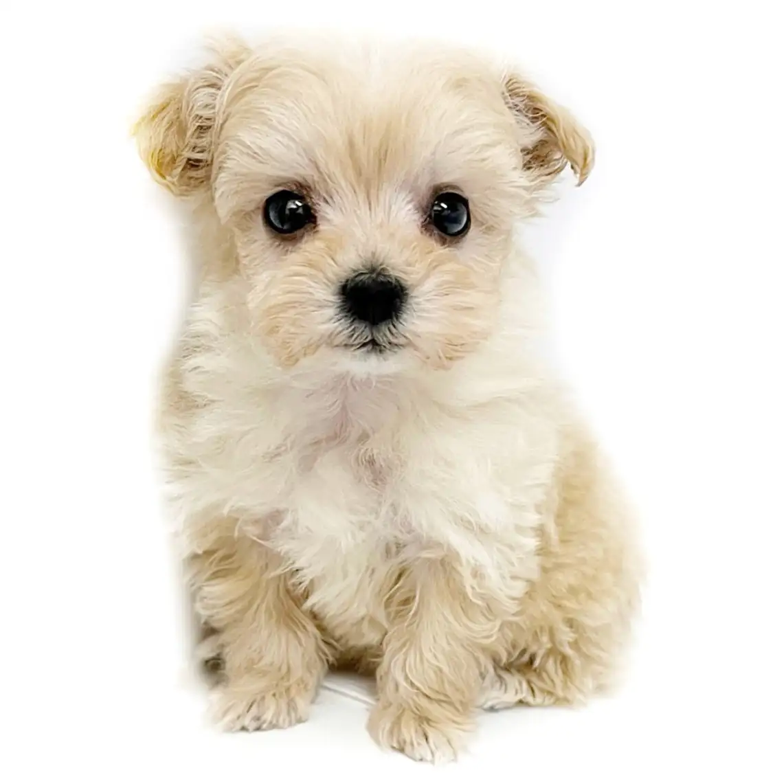 MIX(マルチーズ×トイプードル)