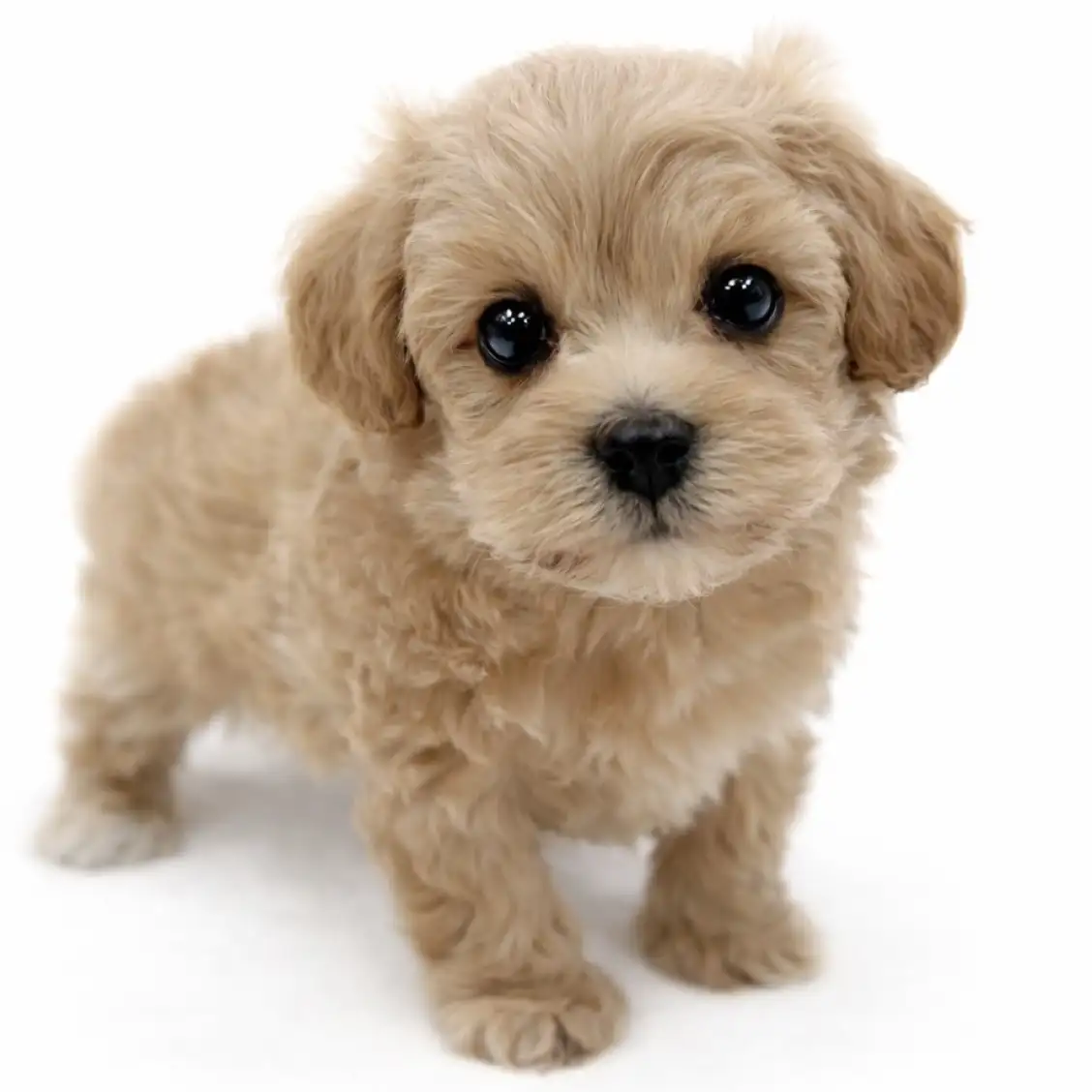 MIX（マルチーズ×トイプードル）