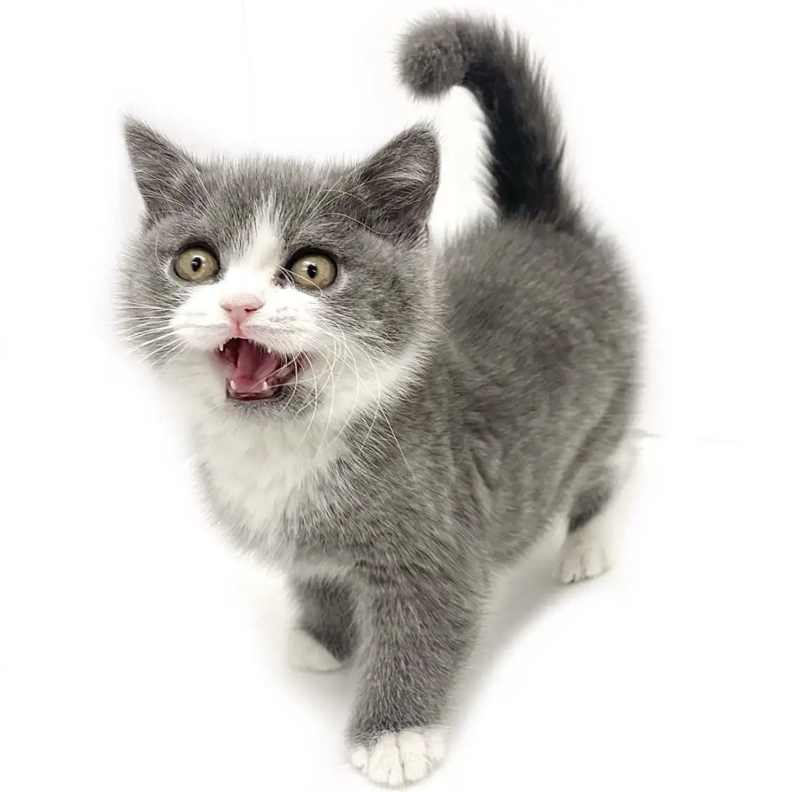 ブリティッシュショートヘア