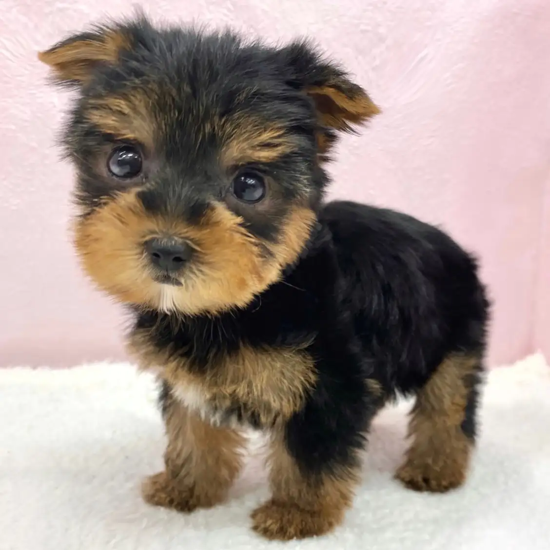 ヨークシャーテリア