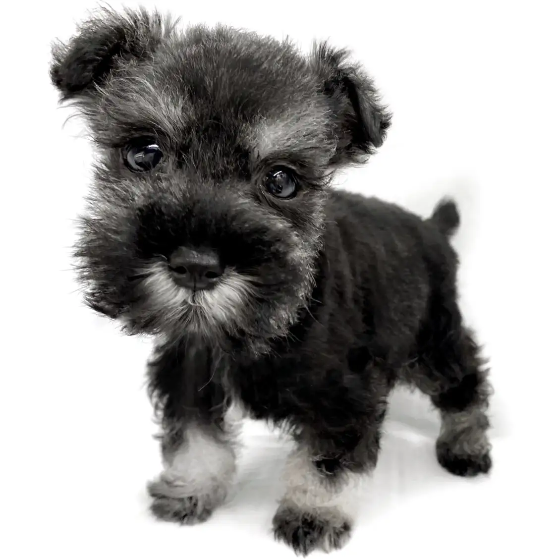 ミニチュア・シュナウザー