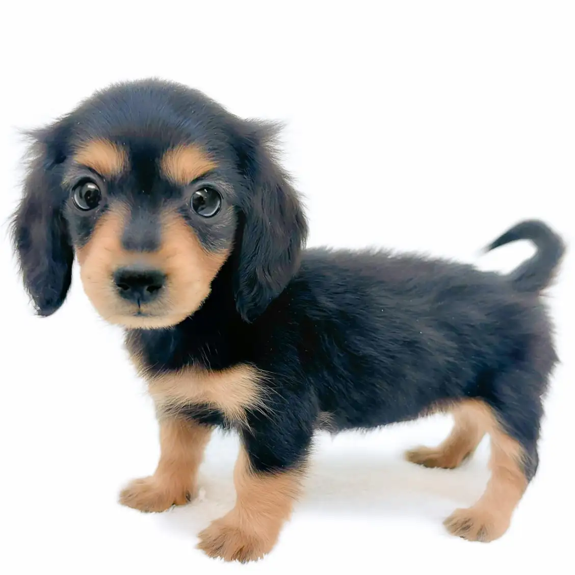 カニンヘン・ダックスフント