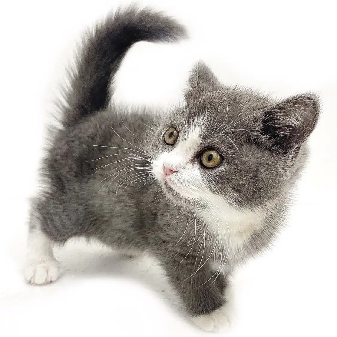 ブリティッシュショートヘア