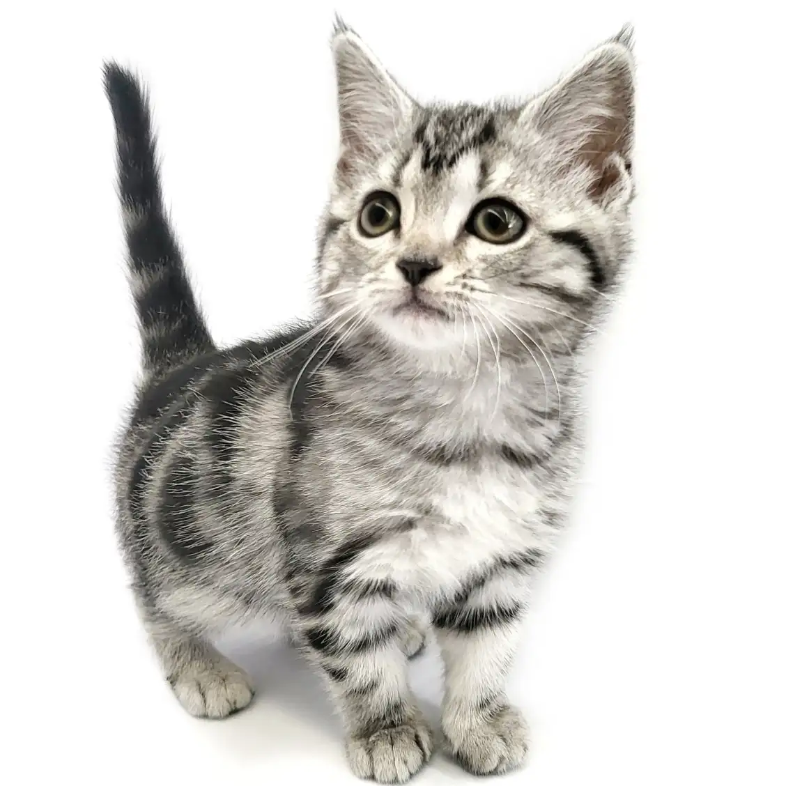 アメリカンショートヘア