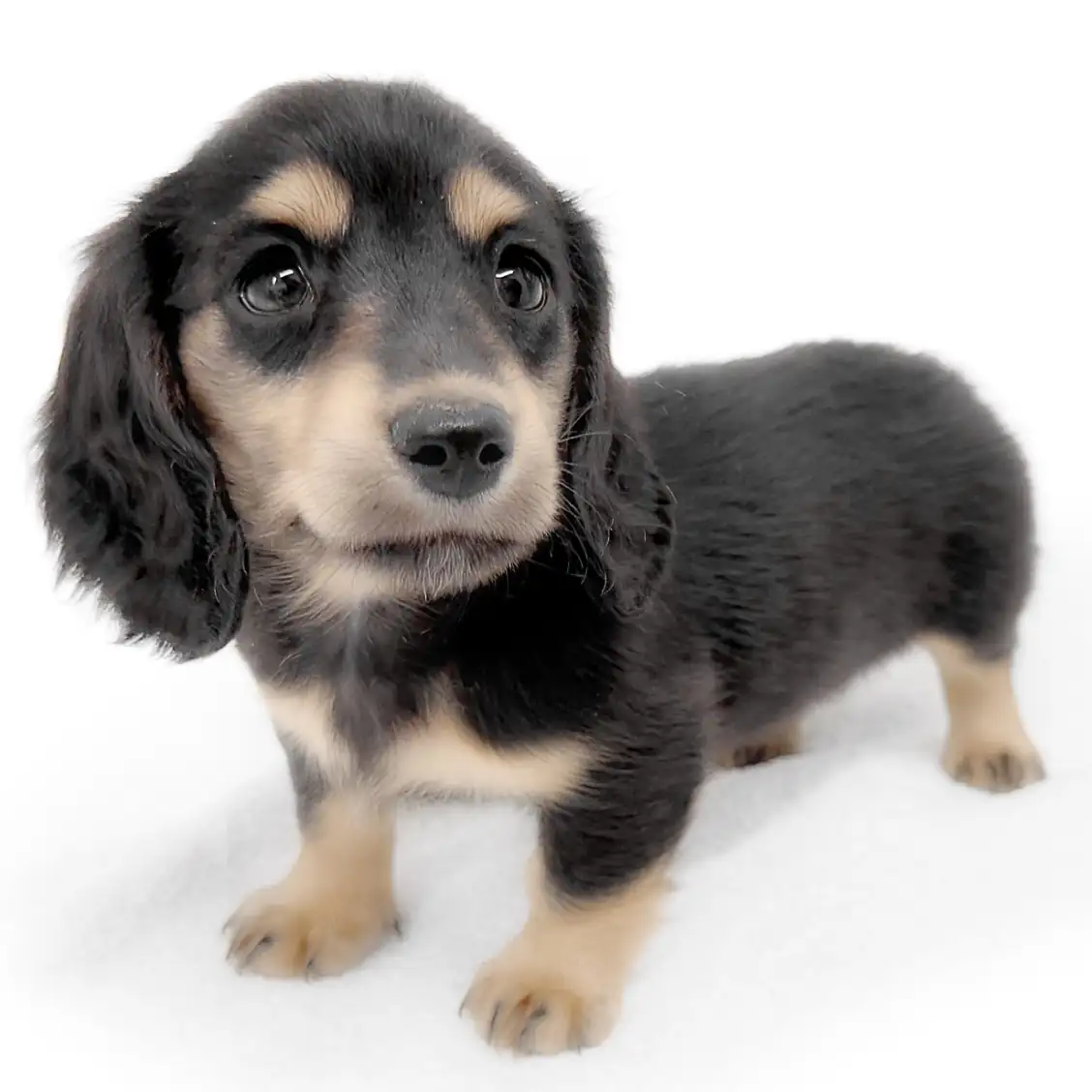 ミニチュア・ダックスフント