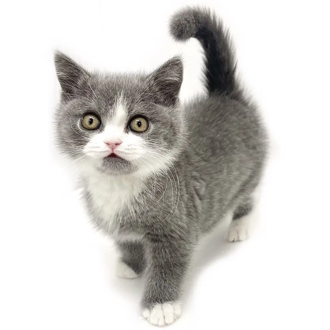 ブリティッシュショートヘア