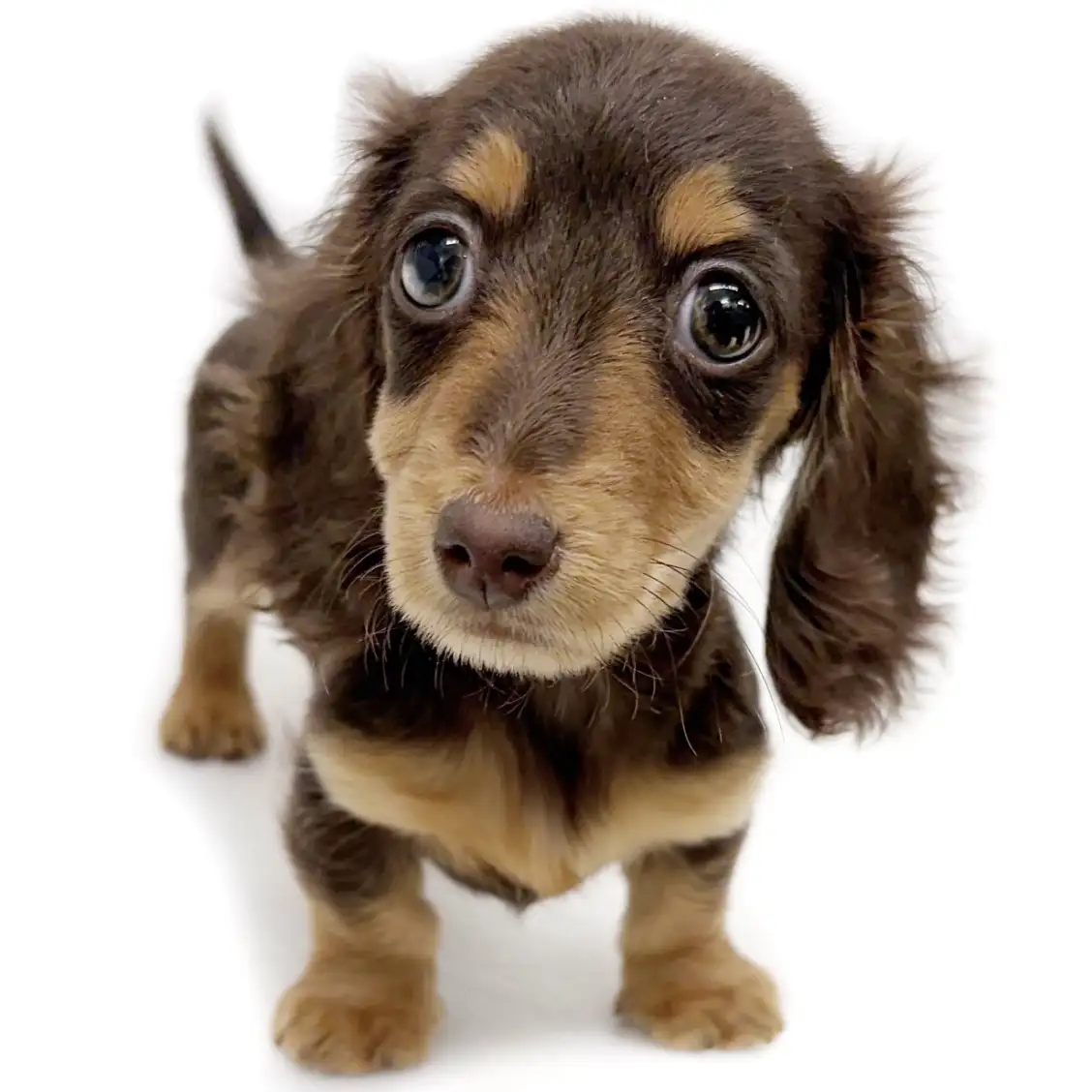 ミニチュア・ダックスフント